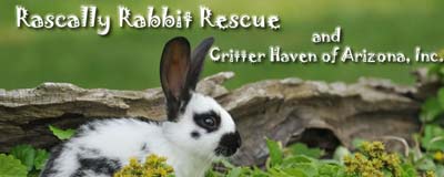 Arizona rabbit rescue